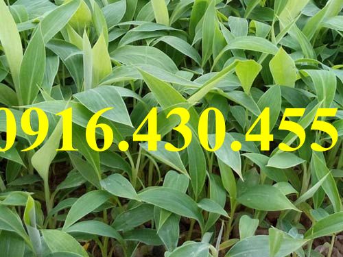 Cây giống chuối tiêu hồng
